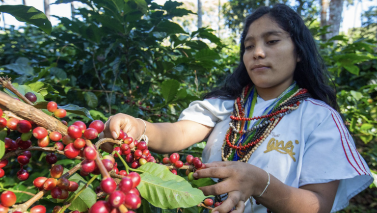 Fat Roc | 100% Organic