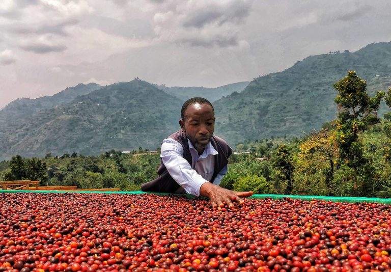 Uganda | Kyondo