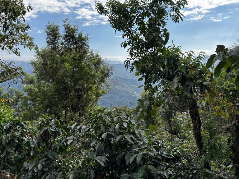 Guatemala | Wiwitz
