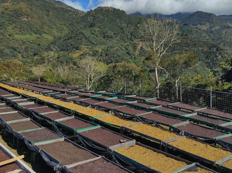 Costa Rica | Finca Monte Alto