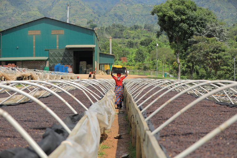 Uganda | Bukonso Dream